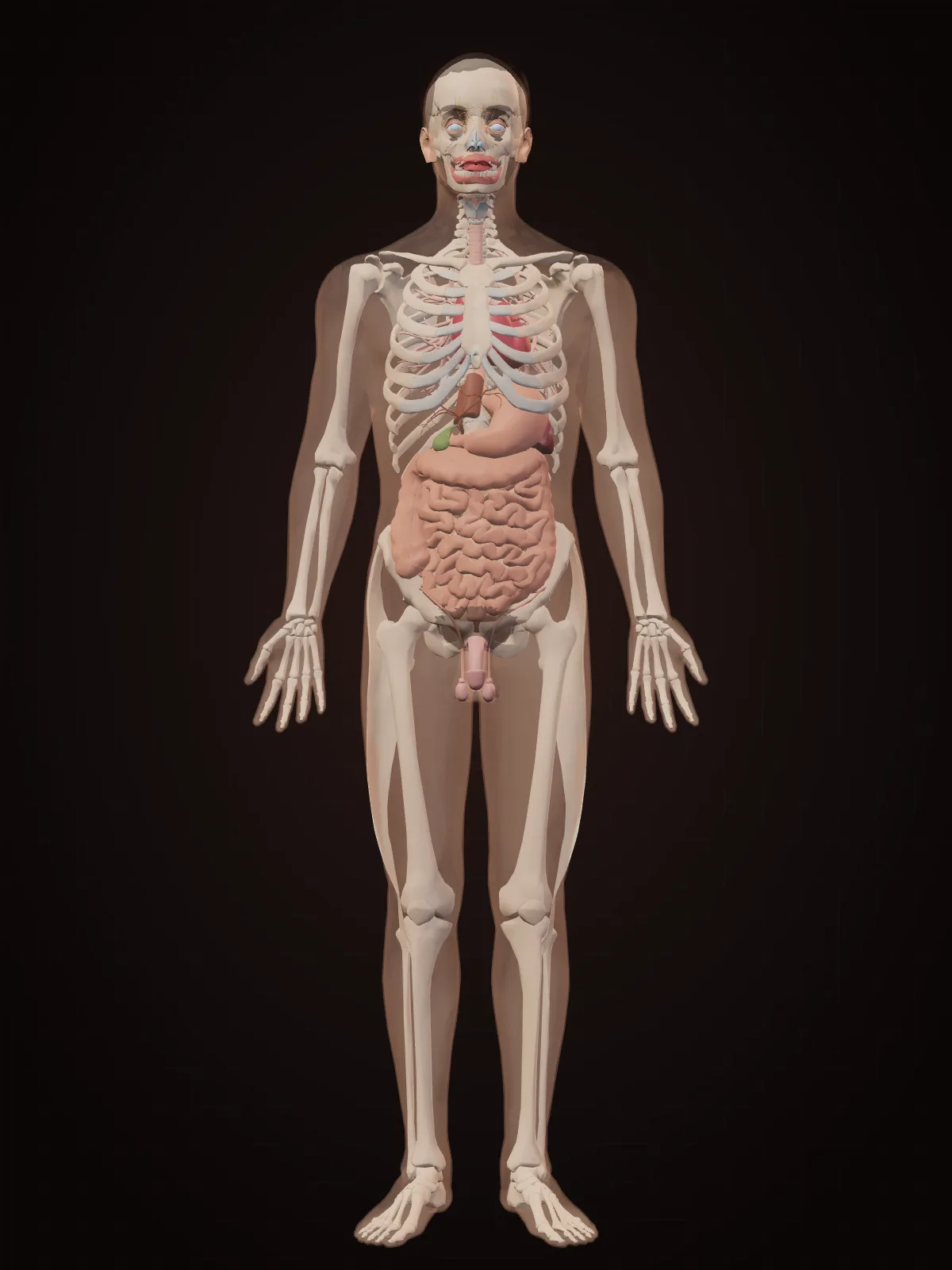 3D model of the whole human body with translucent skin showing the skeleton, brain and internal organs