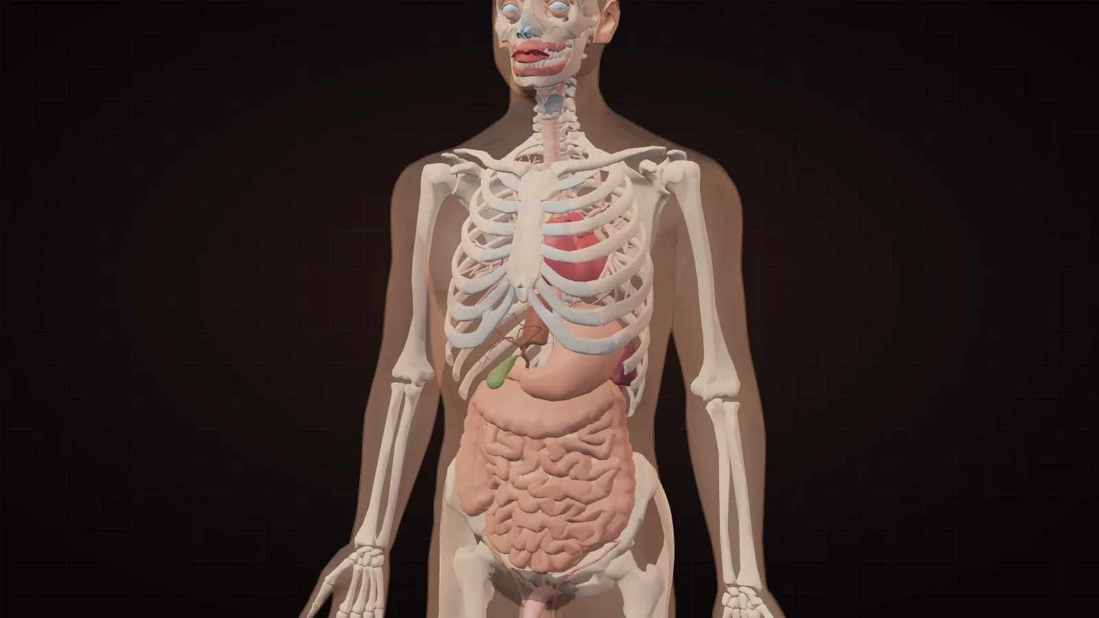 3D anatomy of the human chest and abdomen showing the rib cage, heart, stomach and intestines behind translucent skin