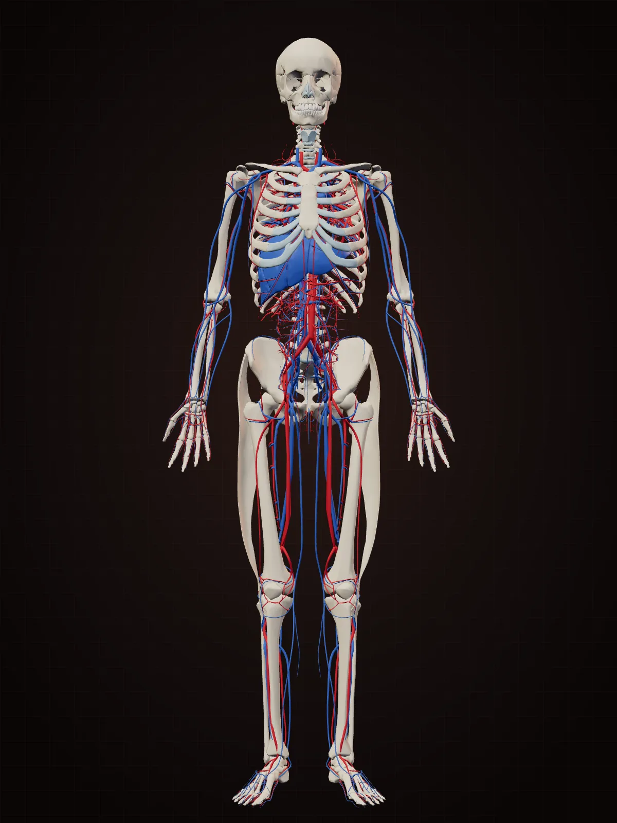 3D model of the human circulatory system with arteries in red and veins in blue over the skeleton