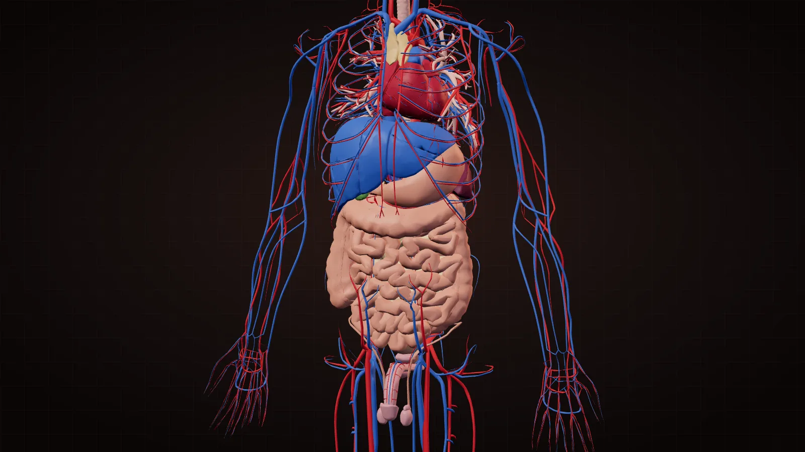 3D model of the human internal organs with the heart, liver vessels, stomach, intestines and major blood vessels