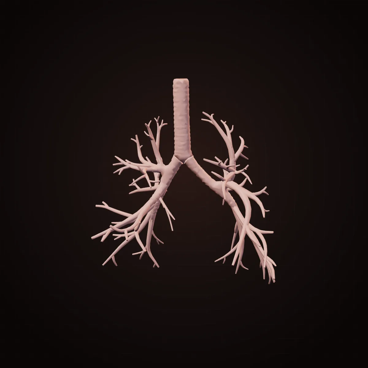 3D model of the human bronchial tree branching from the trachea into both lungs