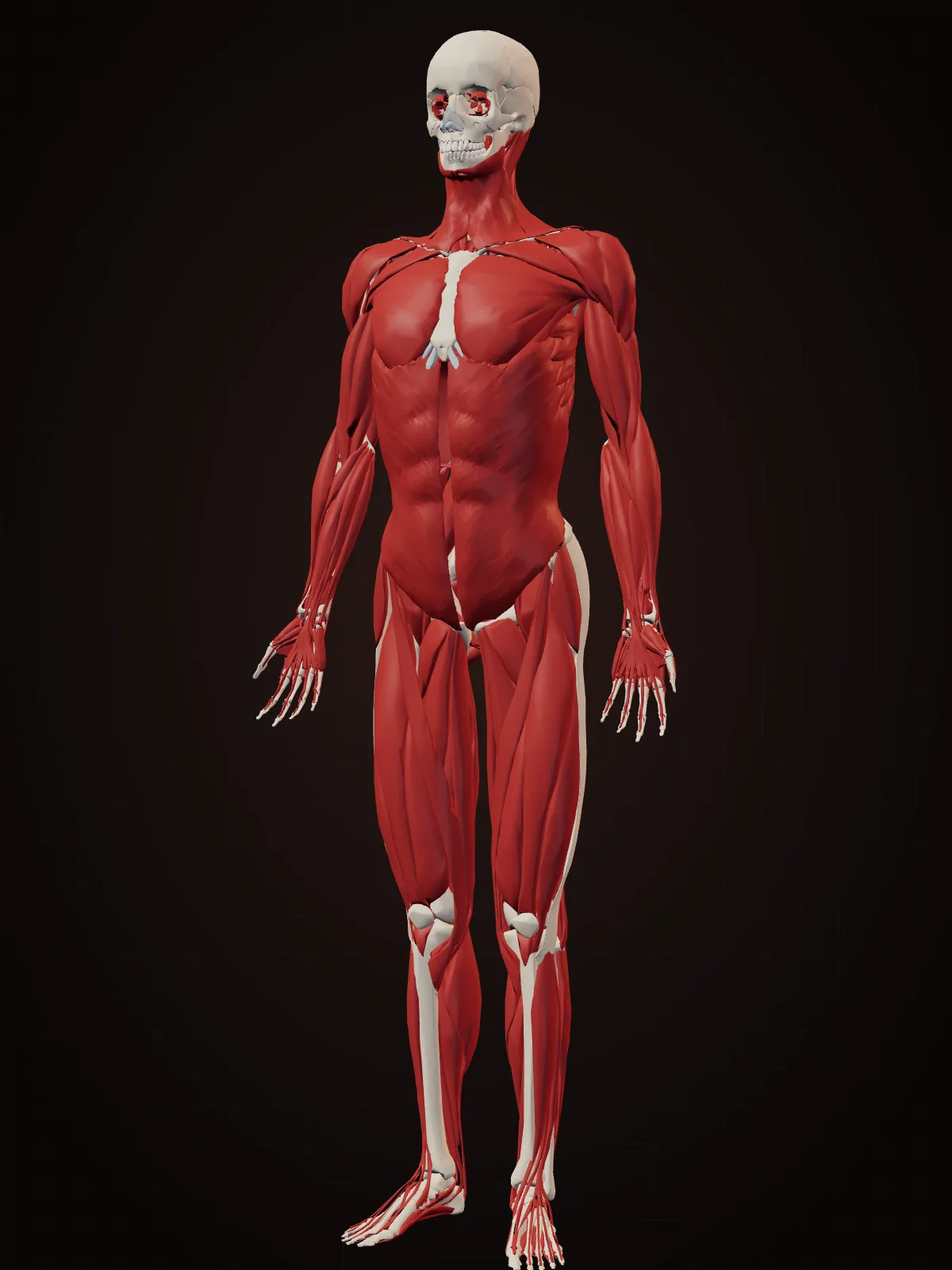 3D model of the human muscular system over the skeleton