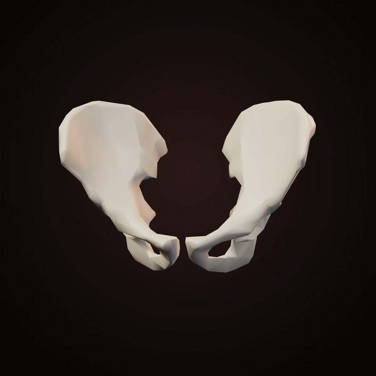 3D model of the human pelvis hip bones