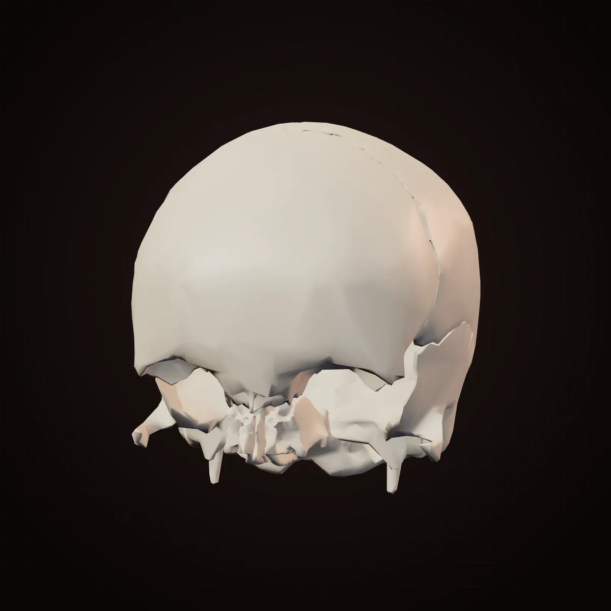 3D model of the human skull's cranium, the dome-shaped braincase
