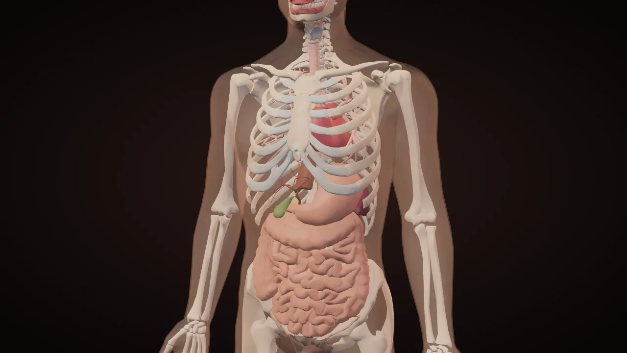 3D render of the human torso with translucent skin over the skeleton and organs
