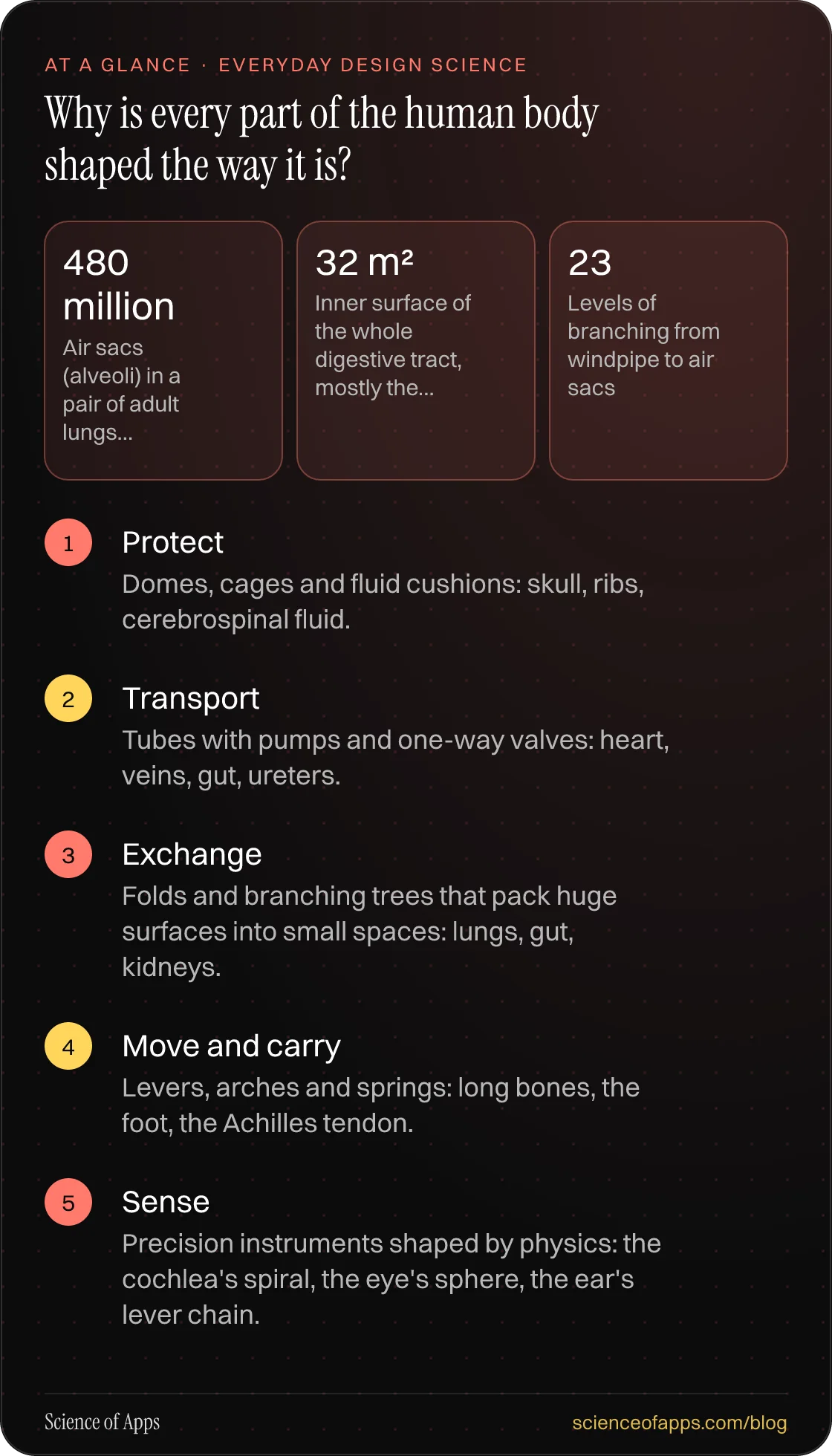 Why is every part of the human body shaped the way it is? At a glance: Protect; Transport; Exchange; Move and carry; Sense.